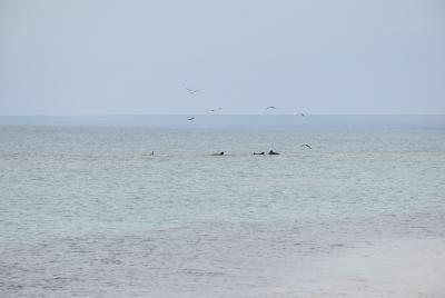 Прикрепленное изображение: DSC_0051.JPG